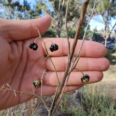 Dianella tarda (Late-flower Flax-lily) at Castlemaine, VIC - 26 Feb 2024 by geordiesw