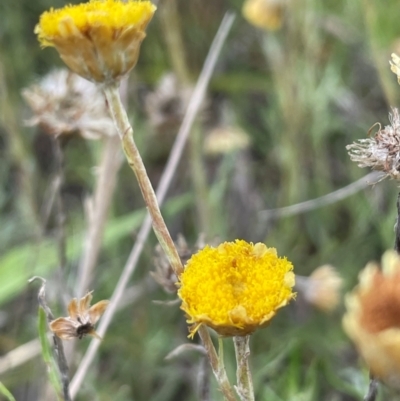 Coronidium gunnianum (Gunn's Everlasting) at Breadalbane, NSW - 24 Feb 2024 by JaneR