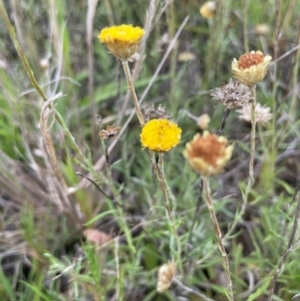 Coronidium gunnianum at Breadalbane, NSW - 24 Feb 2024 01:51 PM