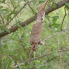 Phonognatha graeffei (Leaf Curling Spider) at Isaacs Ridge NR (ICR) - 22 Feb 2024 by Mike