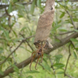 Phonognatha graeffei at Isaacs Ridge NR (ICR) - 23 Feb 2024