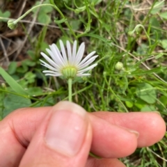 Brachyscome dentata (Lobe-Seed Daisy) at Black Flat at Corrowong - 11 Dec 2023 by MelitaMilner