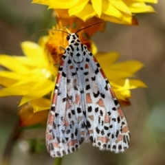Utetheisa pulchelloides (Heliotrope Moth) at Hughes Grassy Woodland - 24 Feb 2024 by LisaH