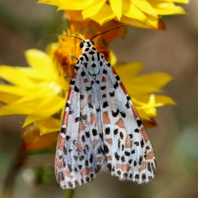 Utetheisa pulchelloides (Heliotrope Moth) at Hughes Grassy Woodland - 24 Feb 2024 by LisaH