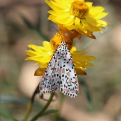 Utetheisa pulchelloides at GG98 - 24 Feb 2024