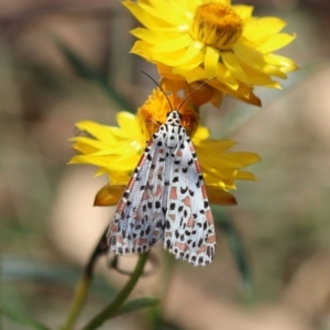 Utetheisa pulchelloides at GG98 - 24 Feb 2024