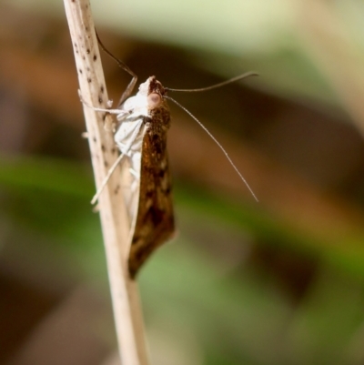 Achyra affinitalis (Cotton Web Spinner) at Red Hill to Yarralumla Creek - 24 Feb 2024 by LisaH