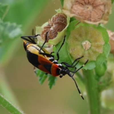 Dindymus versicolor (Harlequin Bug) at Hughes Grassy Woodland - 22 Feb 2024 by LisaH
