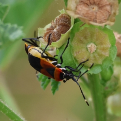 Dindymus versicolor (Harlequin Bug) at Deakin, ACT - 22 Feb 2024 by LisaH