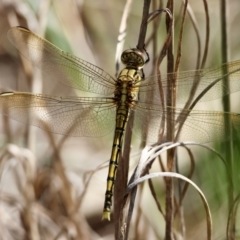 Orthetrum caledonicum (Blue Skimmer) at Hughes Grassy Woodland - 22 Feb 2024 by LisaH