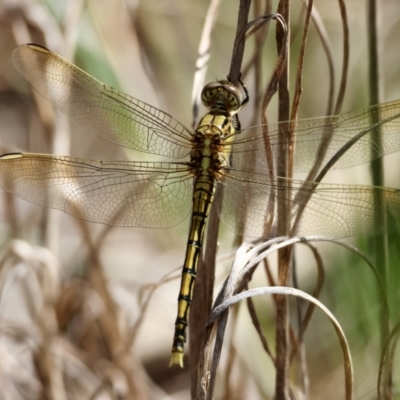 Orthetrum caledonicum (Blue Skimmer) at Hughes, ACT - 22 Feb 2024 by LisaH