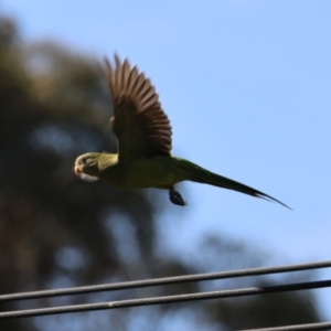 Polytelis swainsonii at Hughes Grassy Woodland - 23 Feb 2024