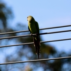 Polytelis swainsonii at Hughes Grassy Woodland - 23 Feb 2024