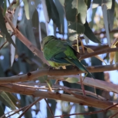 Polytelis swainsonii at Hughes Grassy Woodland - 23 Feb 2024