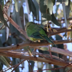 Polytelis swainsonii at Hughes Grassy Woodland - 23 Feb 2024