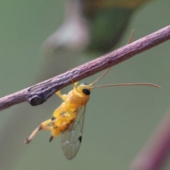 Xanthopimpla sp. (genus) (A yellow Ichneumon wasp) at Deakin, ACT - 24 Feb 2024 by LisaH