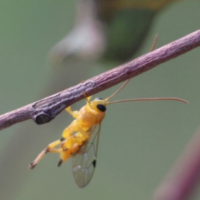 Xanthopimpla sp. (genus) (A yellow Ichneumon wasp) at Deakin, ACT - 24 Feb 2024 by LisaH