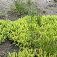 Myriophyllum crispatum (Water Millfoil) at Breadalbane, NSW - 24 Feb 2024 by JaneR