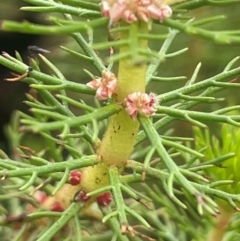 Myriophyllum crispatum at Breadalbane, NSW - 24 Feb 2024