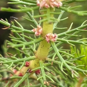 Myriophyllum crispatum at Breadalbane, NSW - 24 Feb 2024