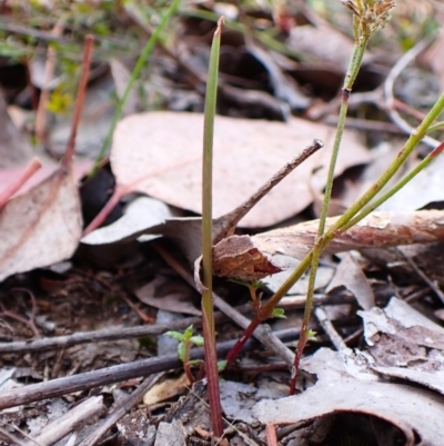 Lyperanthus suaveolens (Brown Beaks) at Aranda, ACT - 24 Feb 2024 by CathB