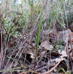 Lyperanthus suaveolens at Aranda Bushland - suppressed