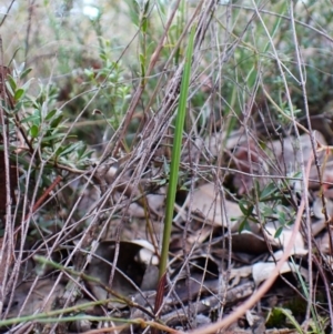 Lyperanthus suaveolens at Aranda Bushland - 25 Feb 2024
