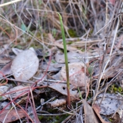 Lyperanthus suaveolens at Aranda Bushland - suppressed