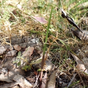 Lyperanthus suaveolens at Point 4081 - 25 Feb 2024