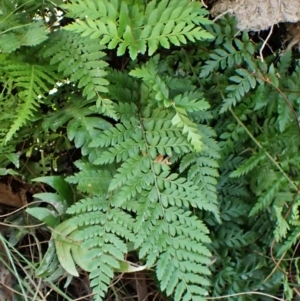 Polystichum proliferum at Aranda Bushland - 25 Feb 2024