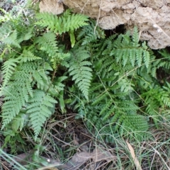 Polystichum proliferum at Aranda Bushland - 25 Feb 2024 10:18 AM