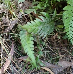 Blechnum cartilagineum (Gristle Fern) at Aranda, ACT - 24 Feb 2024 by CathB