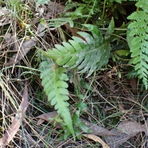 Blechnum cartilagineum at Aranda Bushland - suppressed