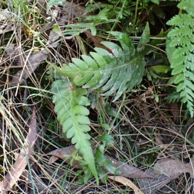 Blechnum cartilagineum (Gristle Fern) at Aranda Bushland - 24 Feb 2024 by CathB