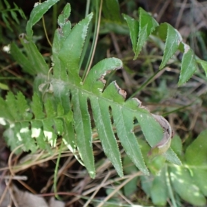 Blechnum cartilagineum at Aranda Bushland - suppressed