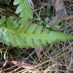 Blechnum cartilagineum at Aranda Bushland - suppressed