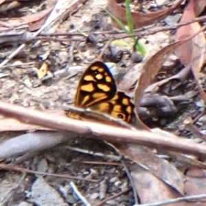 Heteronympha paradelpha at Aranda Bushland - 25 Feb 2024