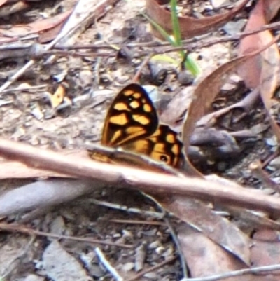 Heteronympha paradelpha (Spotted Brown) at Aranda, ACT - 25 Feb 2024 by CathB