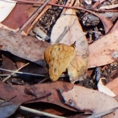 Heteronympha paradelpha at Aranda Bushland - 25 Feb 2024