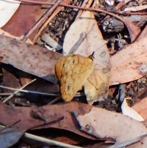 Heteronympha paradelpha at Aranda Bushland - 25 Feb 2024 11:03 AM