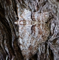 Didymoctenia exsuperata (Thick-lined Bark Moth) at Aranda, ACT - 24 Feb 2024 by CathB