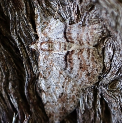 Didymoctenia exsuperata (Thick-lined Bark Moth) at Aranda Bushland - 24 Feb 2024 by CathB