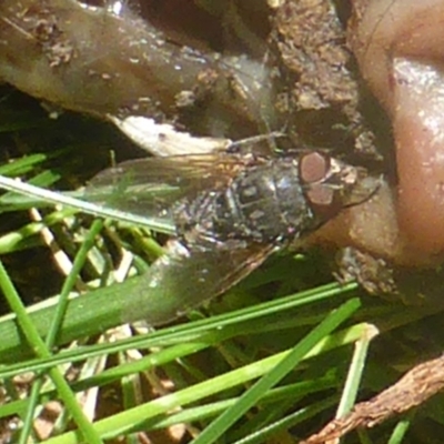 Calliphoridae (family) (Unidentified blowfly) at Isaacs, ACT - 24 Feb 2024 by Mike