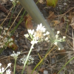 Apis mellifera (European honey bee) at Isaacs, ACT - 24 Feb 2024 by Mike