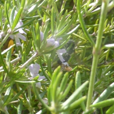 Unidentified Bee (Hymenoptera, Apiformes) at Isaacs Ridge and Nearby - 24 Feb 2024 by Mike