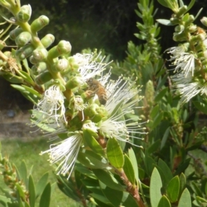 Apis mellifera at Isaacs, ACT - 24 Feb 2024 12:26 PM