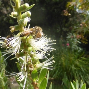 Apis mellifera at Isaacs, ACT - 24 Feb 2024 12:26 PM