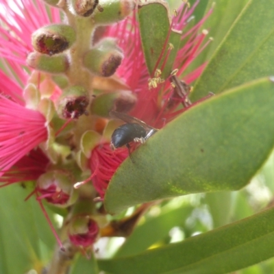 Hylaeus sp. (genus) (A masked bee) at Isaacs, ACT - 24 Feb 2024 by Mike