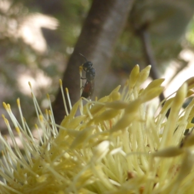 Hylaeus (Prosopisteron) littleri (Hylaeine colletid bee) at Isaacs, ACT - 24 Feb 2024 by Mike