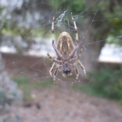 Hortophora sp. (genus) (Garden orb weaver) at Isaacs, ACT - 24 Feb 2024 by Mike